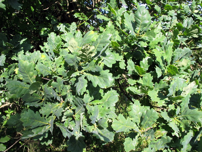 Quercus robur L. - Fagaceae - Farnia (4).JPG