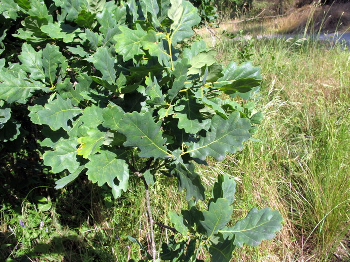 Quercus robur L. - Fagaceae - Farnia (5).JPG