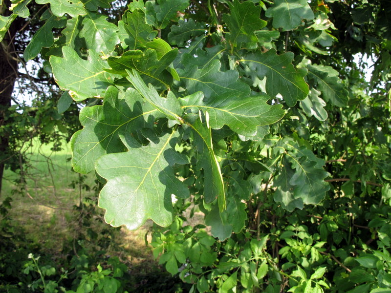 Quercus robur L. - Fagaceae - Farnia (6).JPG