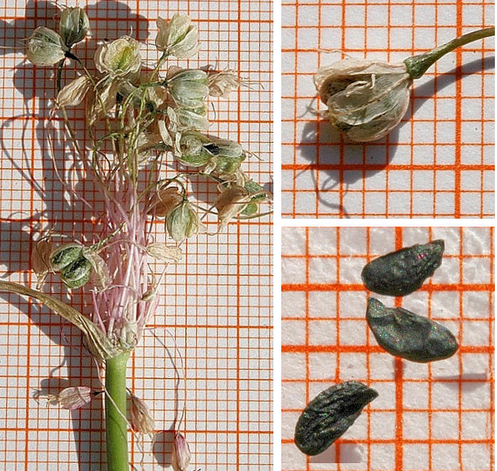 Allium_coloratum_Sergio_Servodio.jpg