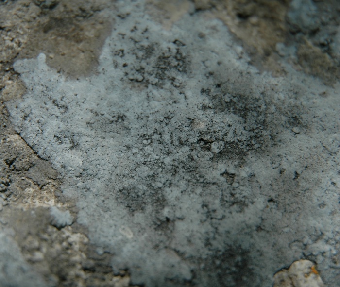 Lichene azzurro 3.JPG