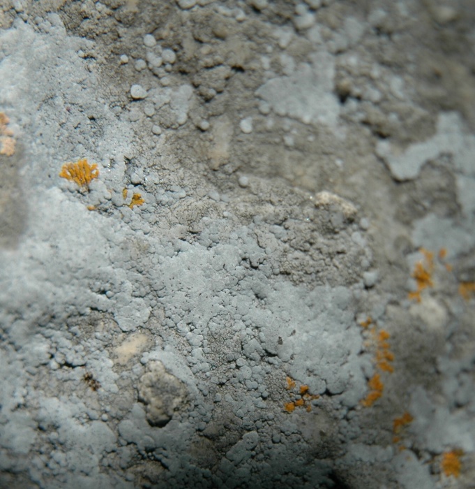 Lichene azzurro 4.JPG