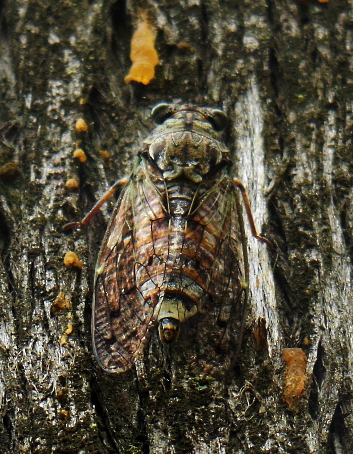 Cicada orni L. 1758.jpg