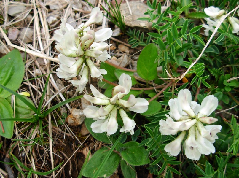 Astragalus australis (L.) Lam.-06-07-14- 11.10.32.jpg