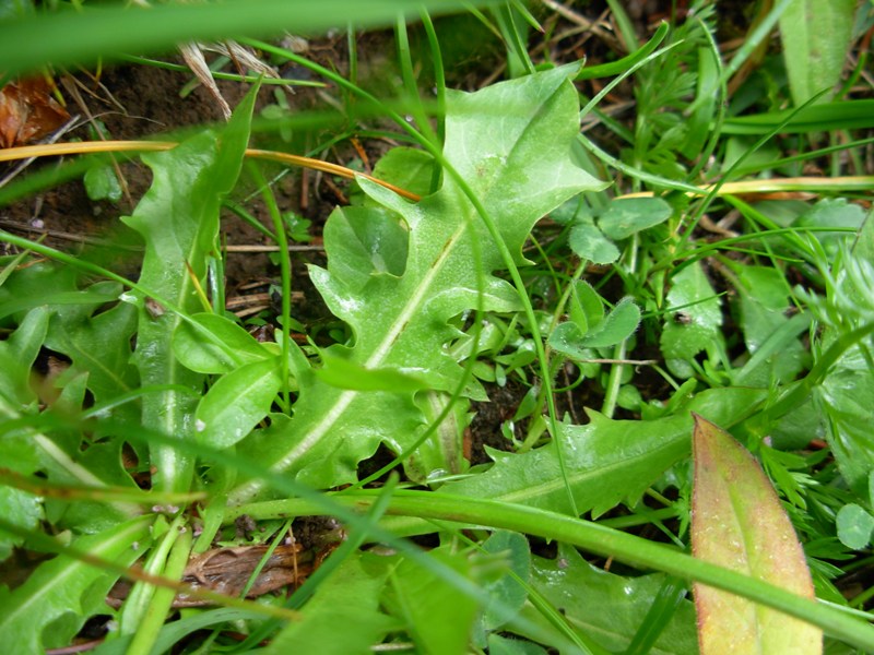 Crepis aurea (L.) Cass. -06-07-14-10.55.30.jpg