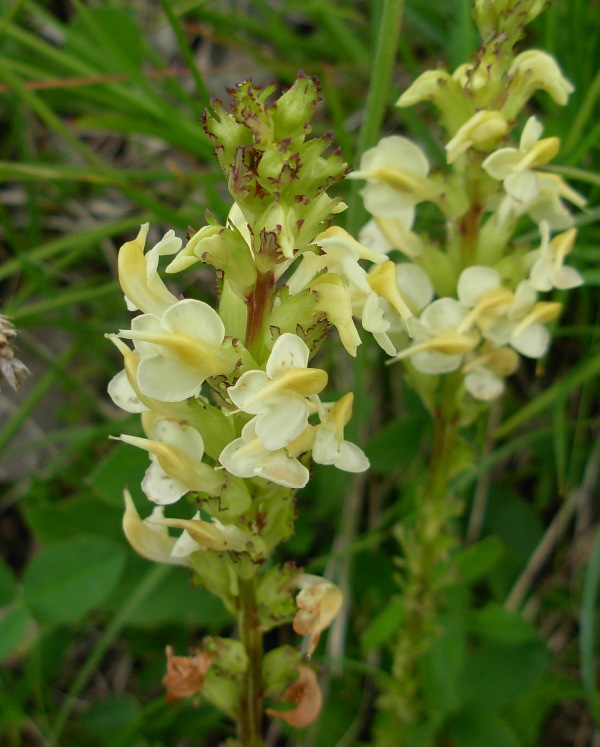 Pedicularis elongata A. Kern.-Pedicolare gialla-06-07-14- 10.01.14.jpg