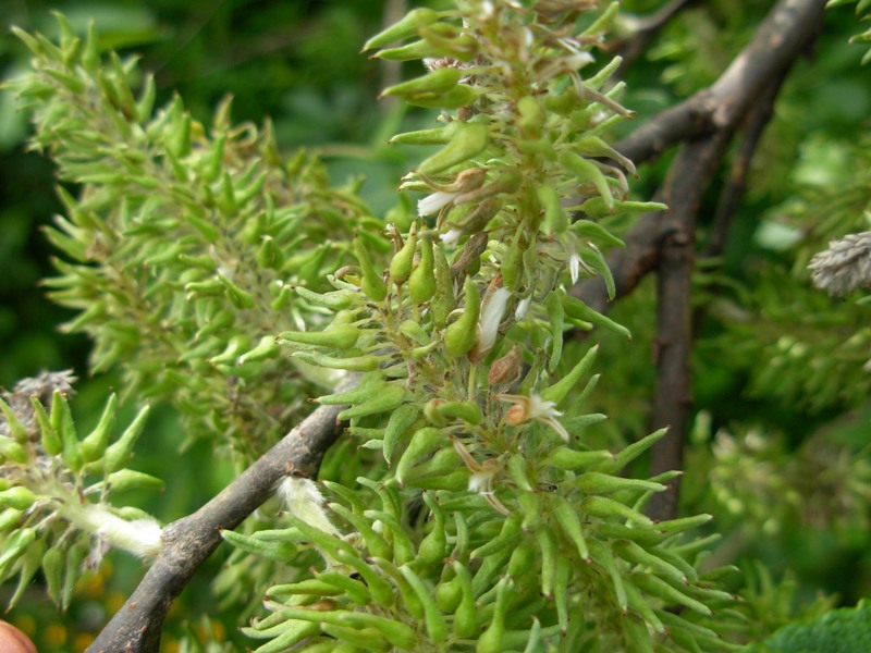 nome corretto Salix appendiculata Vill.