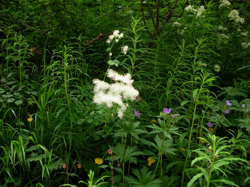 Thalictrum aquilegiifolium L.-Geum rivale L.e Geranium sylvaticum  L.--06-07-14-287.JPG