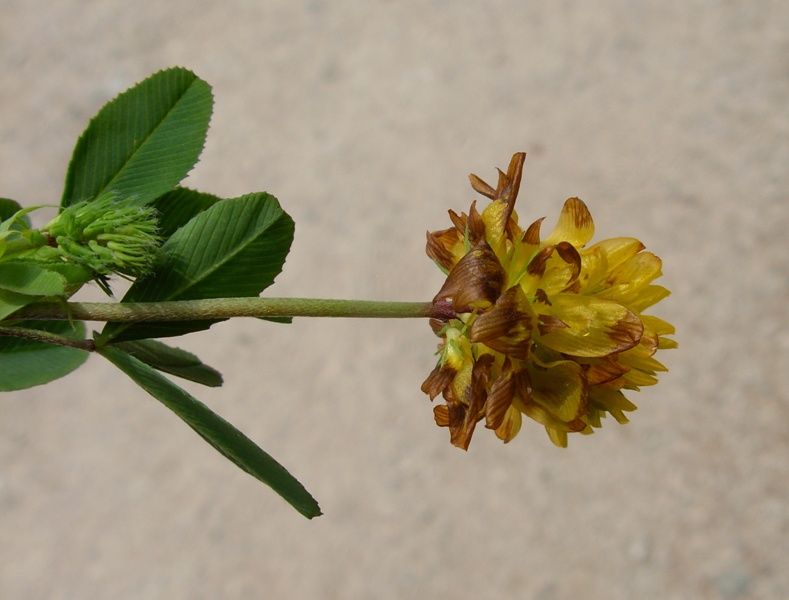 Trifolium badium Schreb. -06-07-14-299.JPG