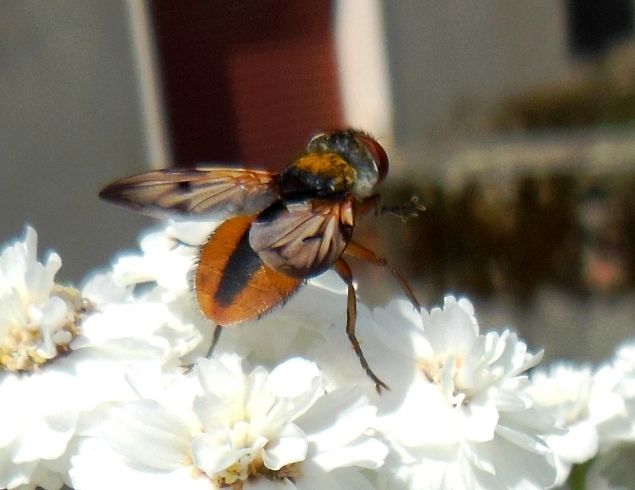 Diptera sp (1).JPG