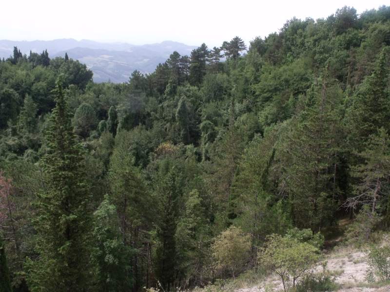 Dolina caratterizzata da impianto artificiale a conifere con cipressi e pini vari