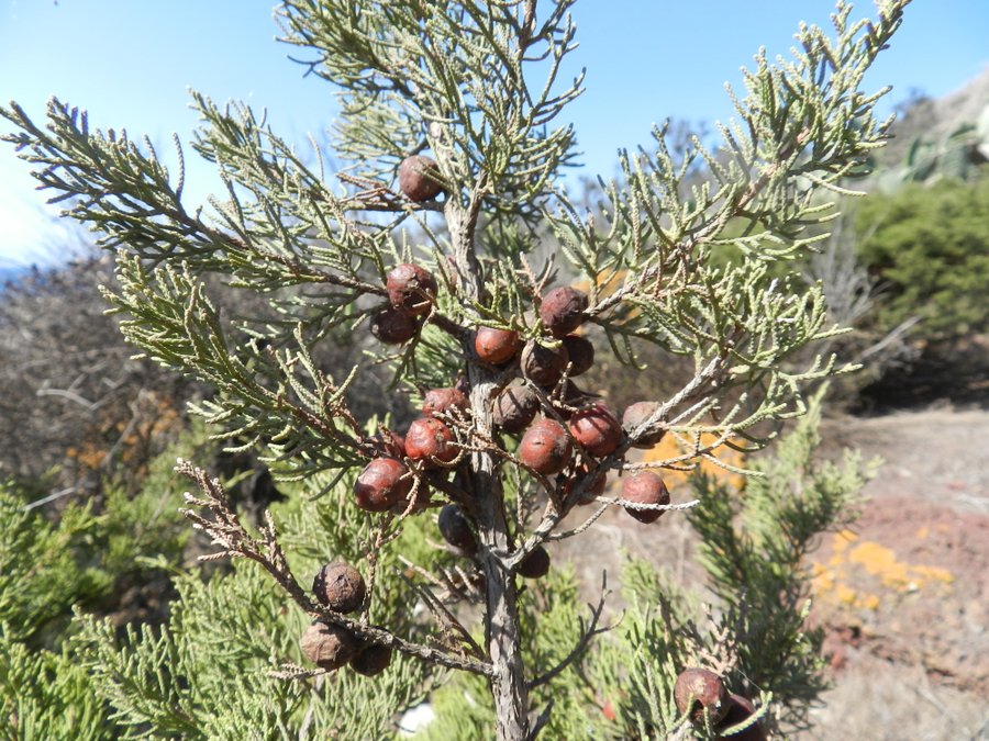 Juniperus phoenicea subsp. turbinata - Linosa - 06-08-2014 10-38-32.JPG