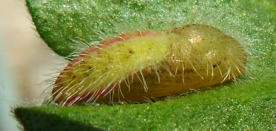 Cacyreus marshalli (4).JPG