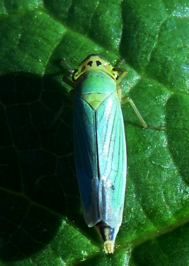 Cicadella viridis.jpg
