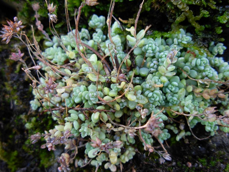 Sedum dasyphyllum L.-Borracina cinerea-09-08-14 (40).JPG