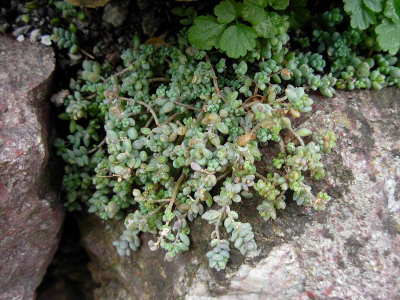 Sedum dasyphyllum L.-Borracina cinerea-07-12-14-1 (23).JPG