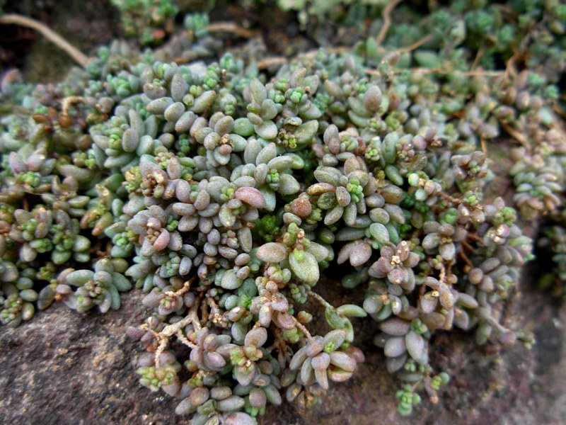 Sedum dasyphyllum L.-Borracina cinerea-07-12-14-1 (35).JPG