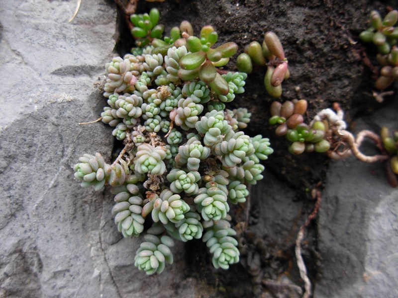 Sedum dasyphyllum L.-Borracina cinerea-07-12-14-1 (71).JPG