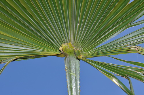 Trachycarpus -fronte- 2.jpg