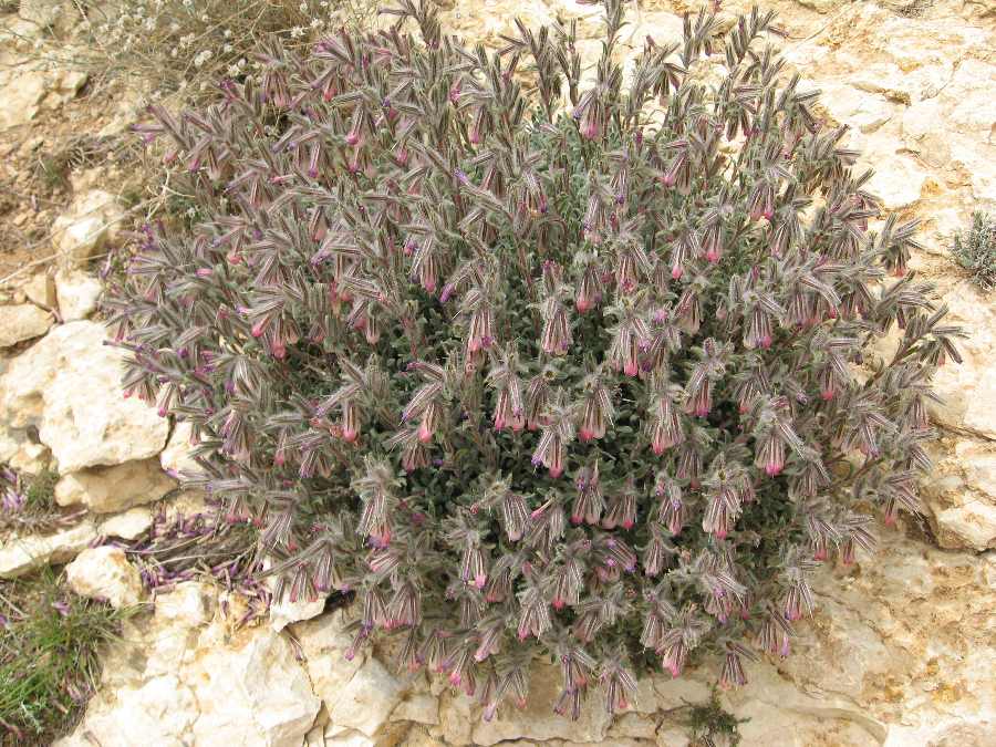 Onosma rascheyana (Siria, provincia di Dimashq, Yabrud) 1.jpg