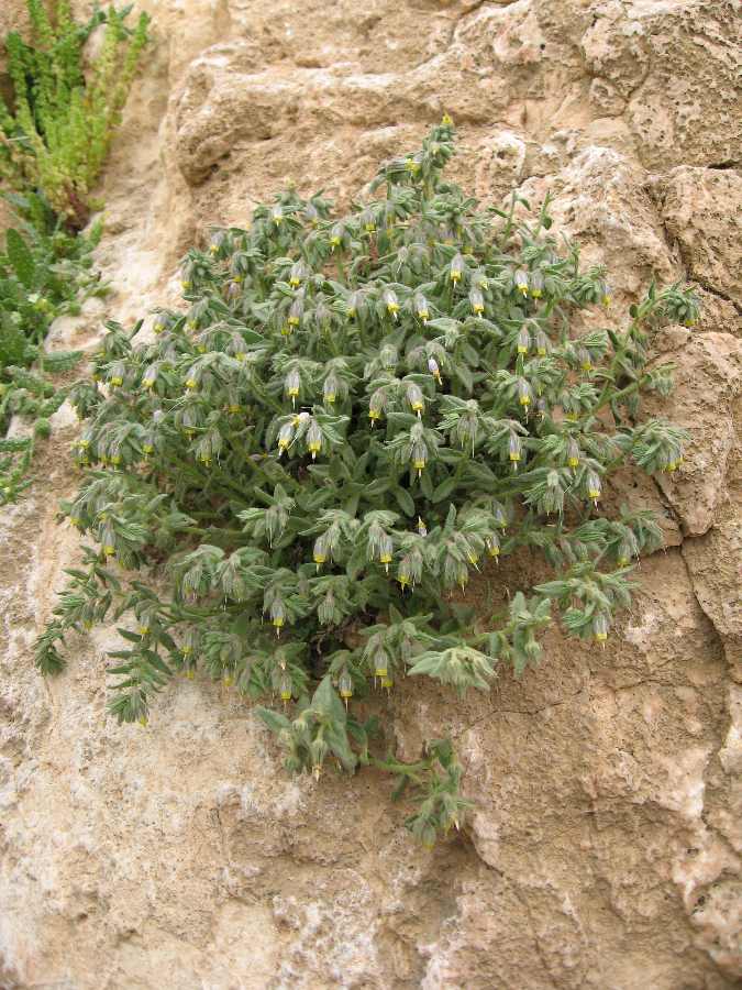 Podonosma syriaca (Siria, provincia di Hims, Jabal et Tar) 1.jpg