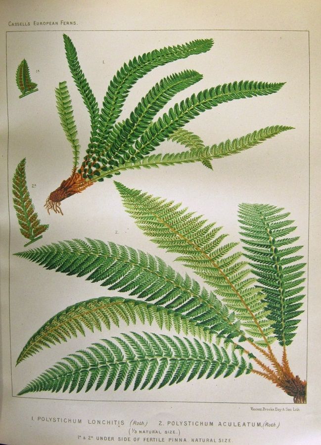 Polystichum lonchitis &amp; P. aculeatum