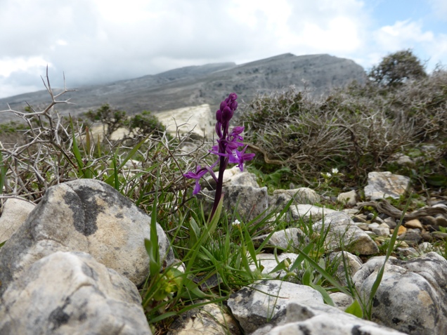Orchis anatolica Boiss. (b).jpg