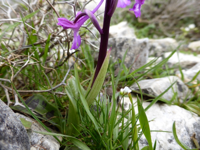 Orchis anatolica Boiss. (f).jpg