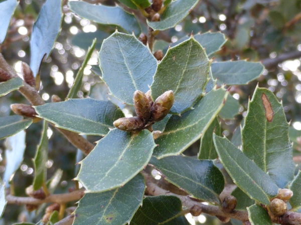 Quercus coccifera L. (b).jpg