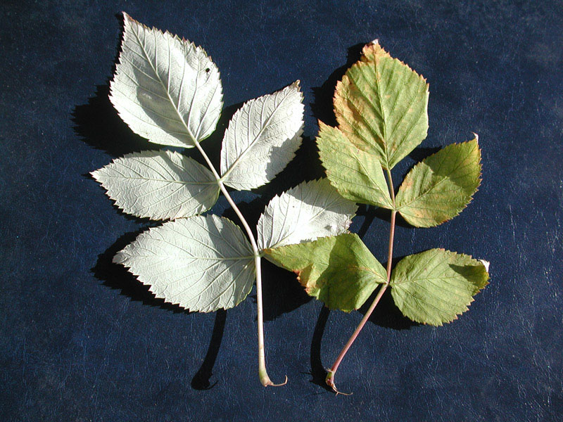Rubus-idaeus6052.jpg