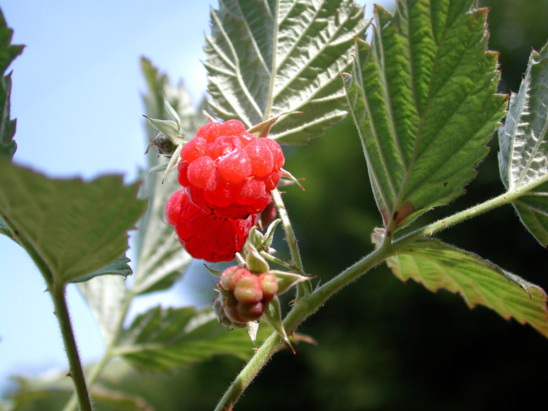 Rubus-idaeus4056.jpg
