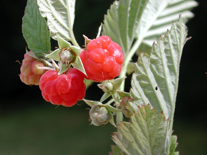 Rubus-idaeus06-4054.jpg