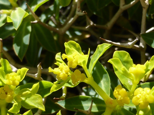 Euphorbia acanthothamnos Heldr. & Sartori ex Boiss. (d).jpg