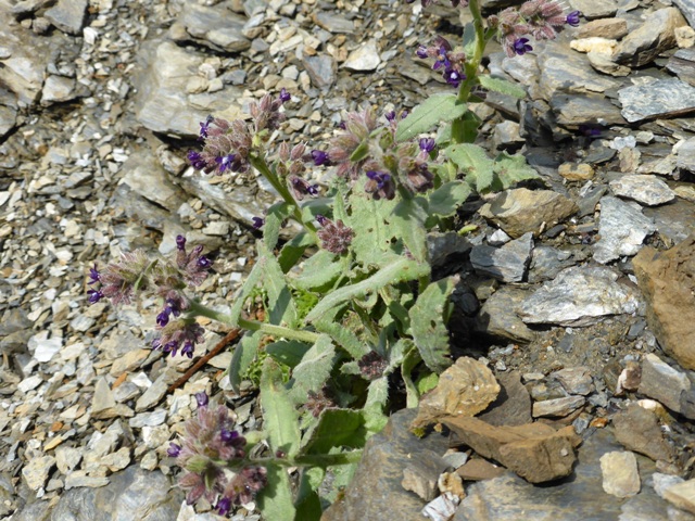 Anchusa undulata (b).jpg