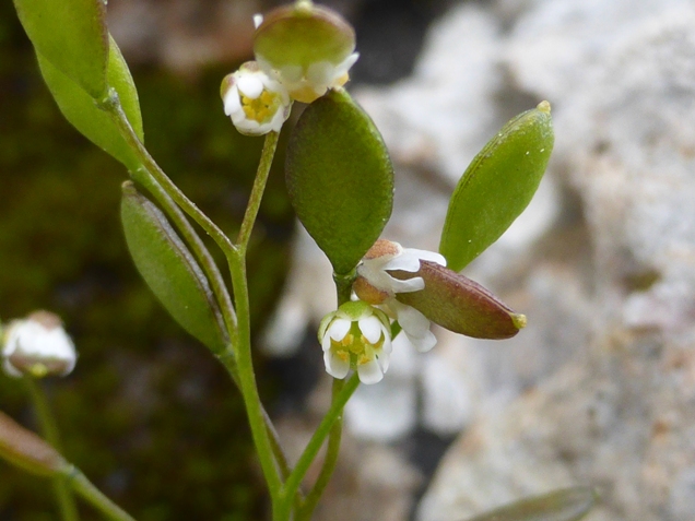Erophila verna subsp. macrocarpa (Boiss.) Walters (d).jpg