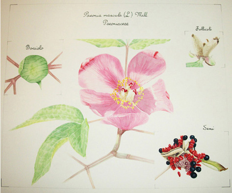 Illustrazione botanica di Paola Petrucci