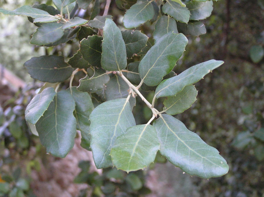 Quercus_suber.JPG