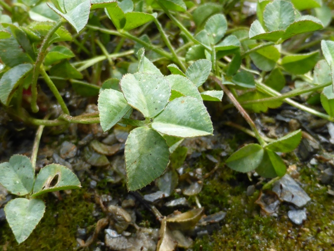 Trifolium uniflorum L. (d).jpg