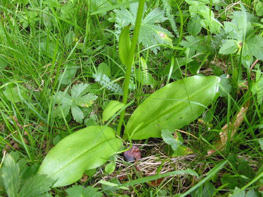 Platanthera bifolia 2 foglie.jpg