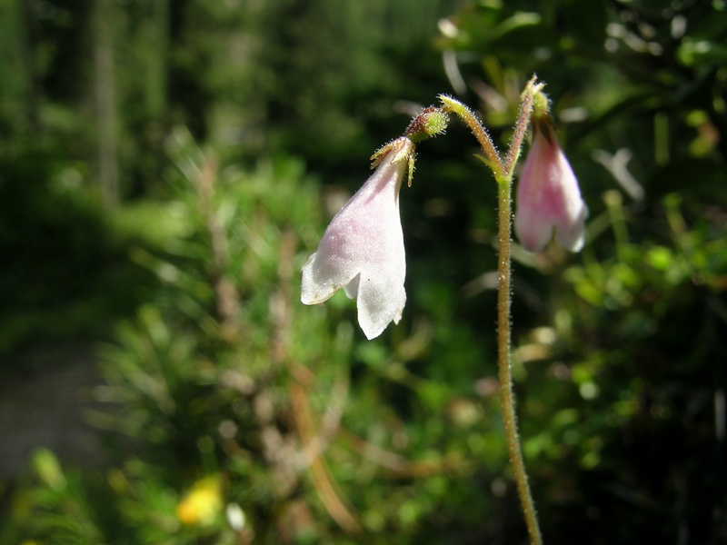 Linnaea borealis.2.JPG