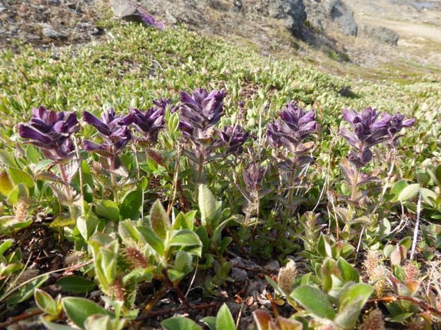 Bartsia alpina L. (a).jpg