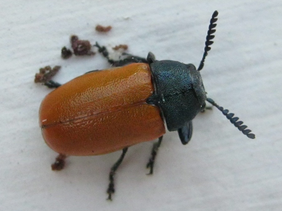 Coleoptera_Labidostomis_020612_Penisula_2.JPG