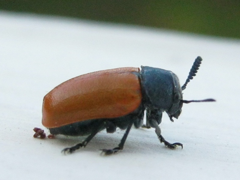 Coleoptera_Labidostomis_020612_Penisula_1.JPG