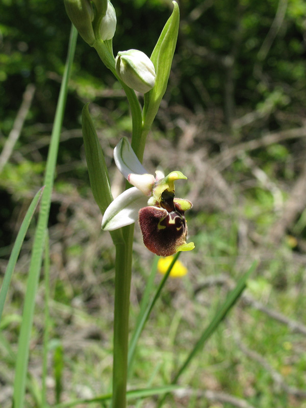 09 ophrys-fuciflora-sl.jpg