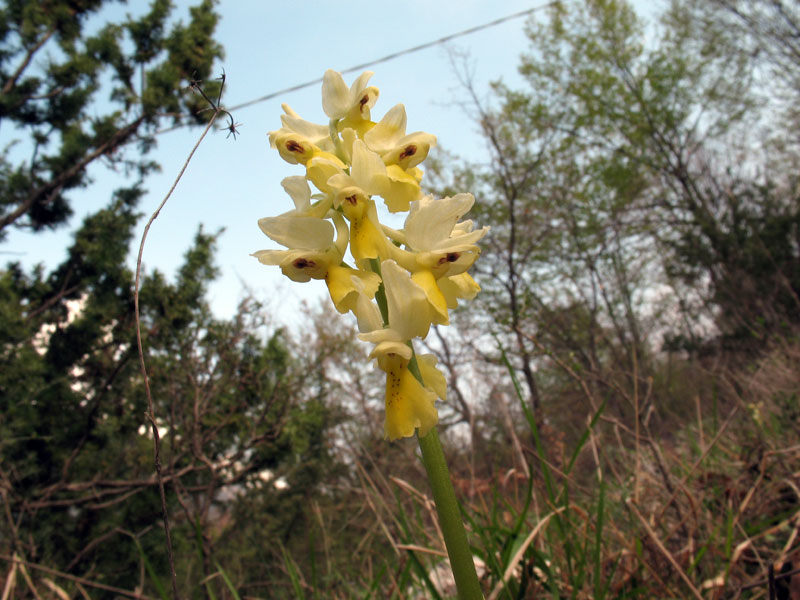 11 orchis-pauciflora.jpg