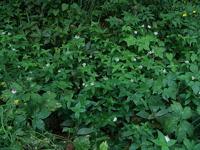 Asperula-taurina-L..jpg