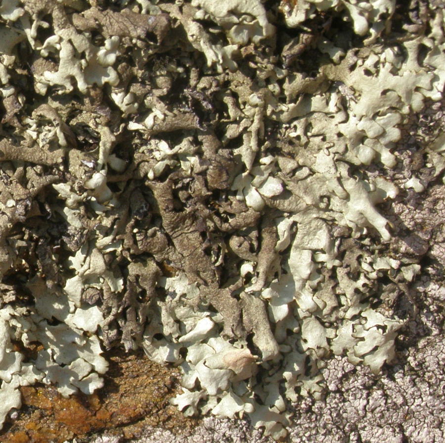 lichene2.jpg