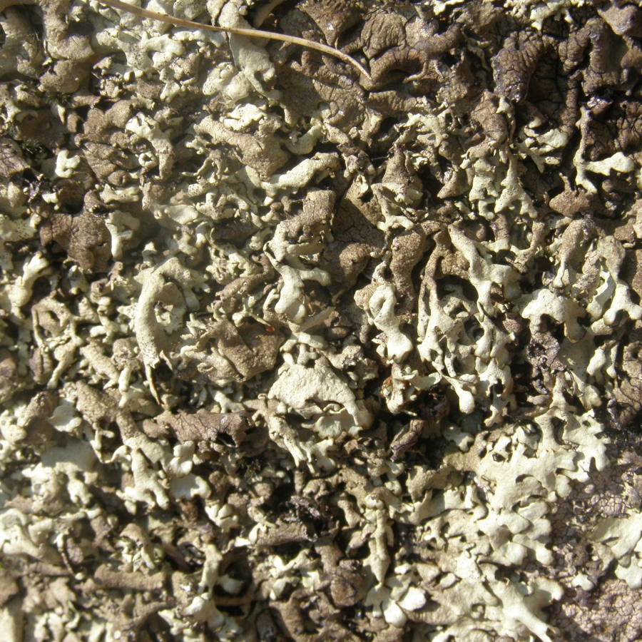 lichene3.jpg