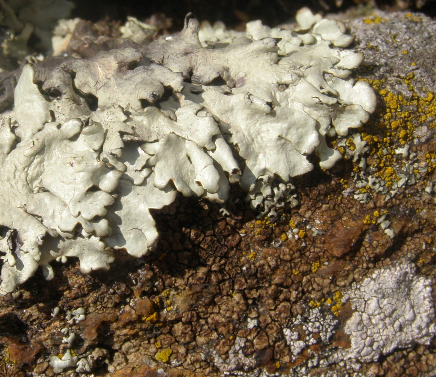 lichene5.jpg