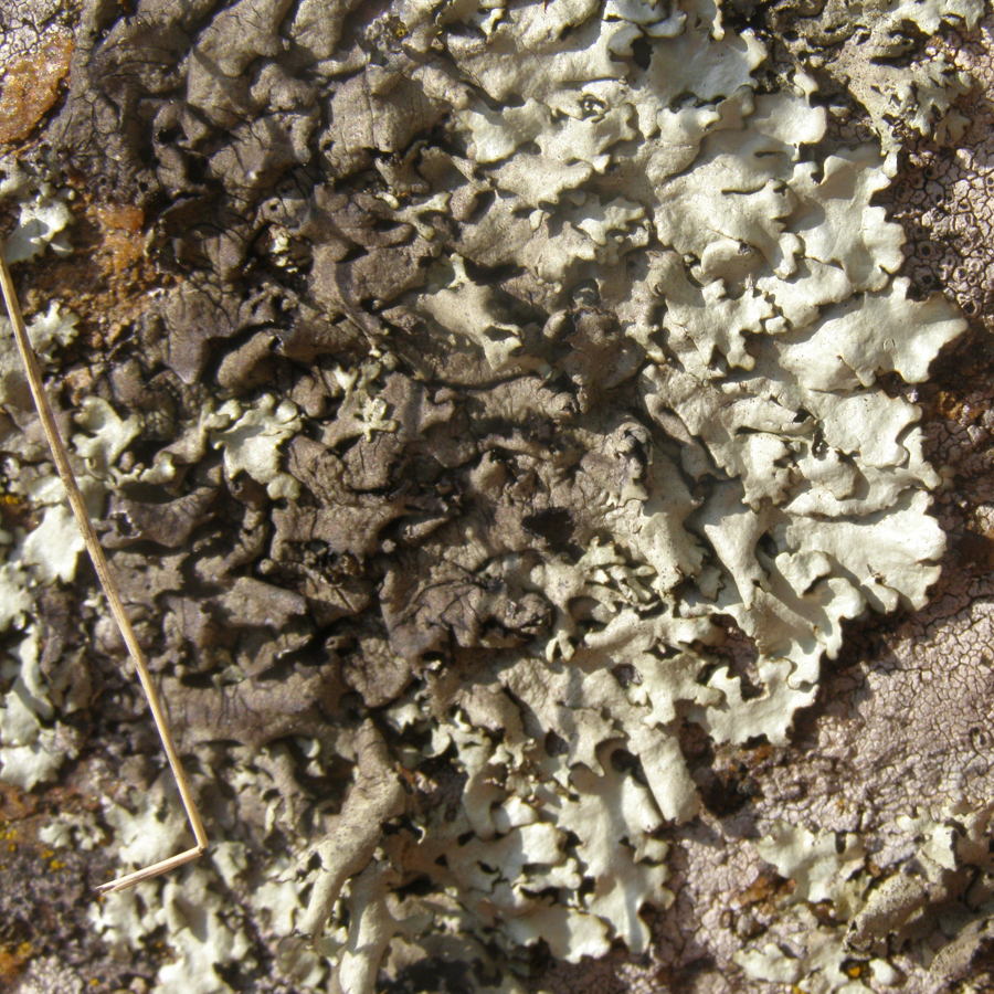 lichene6.jpg